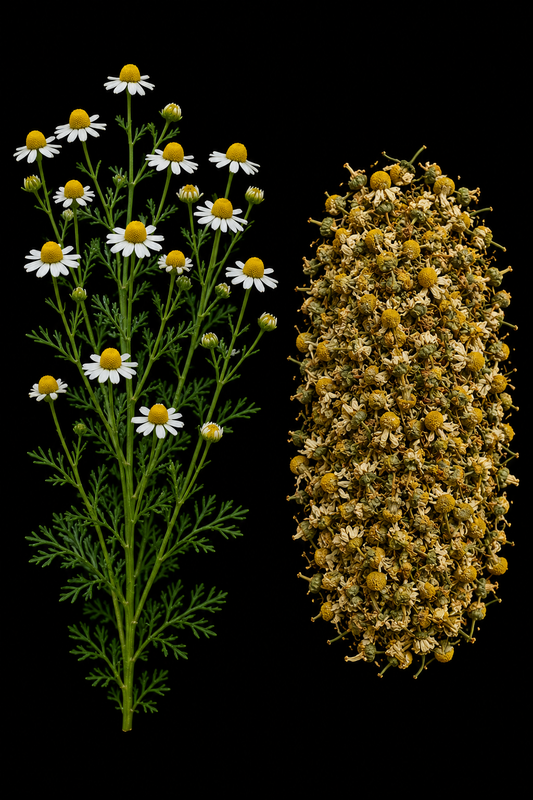 Chamomile